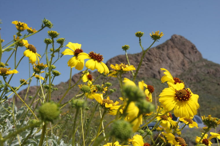 Flowers at Picacho Peak State Park
